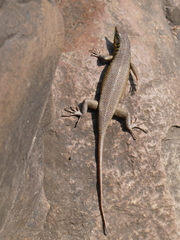 Trachylepis margaritifera