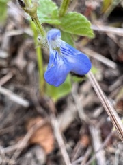 Salvia misella