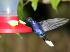 Campylopterus hemileucurus