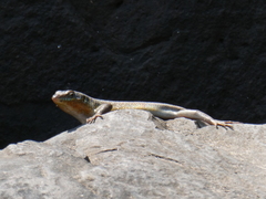 Trachylepis margaritifera