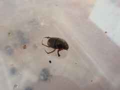 Onthophagus onthochromus