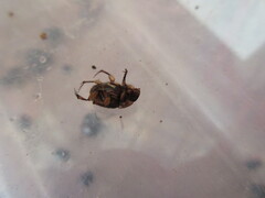 Onthophagus onthochromus