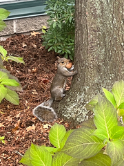 Sciurus carolinensis