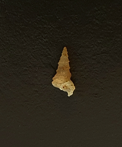 Vermicularia frisbeyae