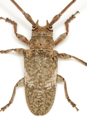 Lochmaeocles cornuticeps