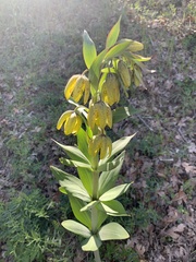 Fritillaria affinis
