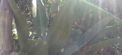 Agave