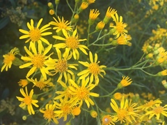 Senecio brasiliensis