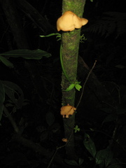 Mycobonia flava