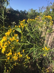 Senecio brasiliensis