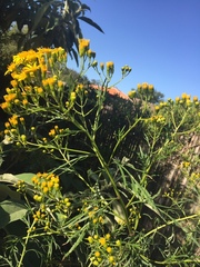 Senecio brasiliensis