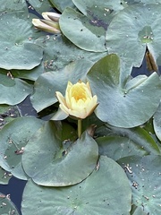 Nymphaea odorata