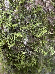 Porella platyphylla