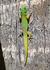 Phelsuma laticauda