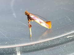 Caloptilia xanthopharella