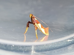Caloptilia xanthopharella