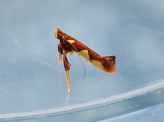 Caloptilia xanthopharella