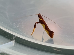 Caloptilia xanthopharella