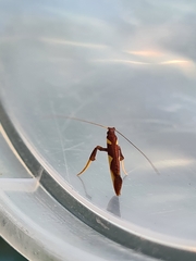 Caloptilia xanthopharella