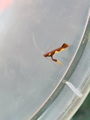 Caloptilia xanthopharella
