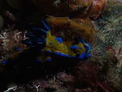 Tambja verconis
