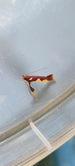 Caloptilia xanthopharella