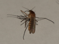 Culiseta longiareolata