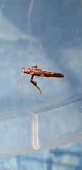 Caloptilia xanthopharella