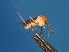 Culiseta longiareolata