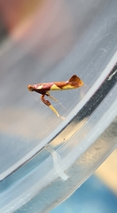 Caloptilia xanthopharella