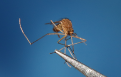 Culiseta longiareolata