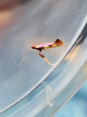 Caloptilia xanthopharella