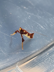Caloptilia xanthopharella