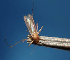 Culiseta longiareolata