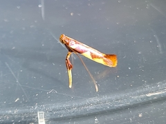 Caloptilia xanthopharella