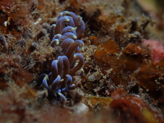 Phyllodesmium macphersonae