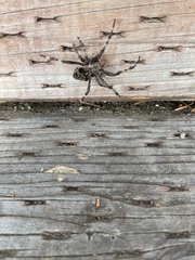 Araneus saevus
