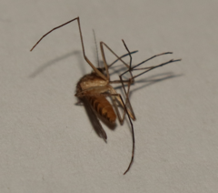 Culiseta longiareolata
