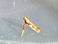 Caloptilia xanthopharella