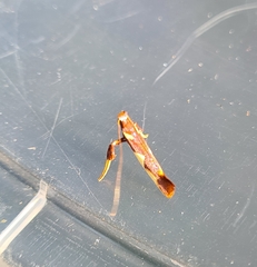 Caloptilia xanthopharella