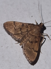 Lepidoptera