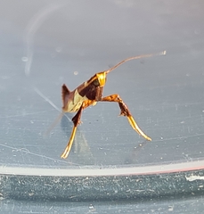 Caloptilia xanthopharella