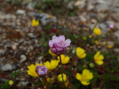 Armeria girardii