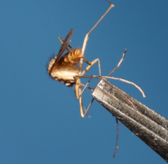 Culiseta longiareolata