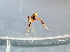 Caloptilia xanthopharella