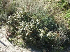 Cistus laurifolius