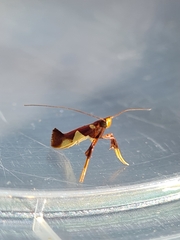 Caloptilia xanthopharella