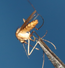 Culiseta longiareolata