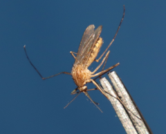 Culiseta longiareolata