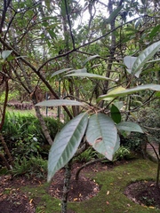 Chionanthus pubescens